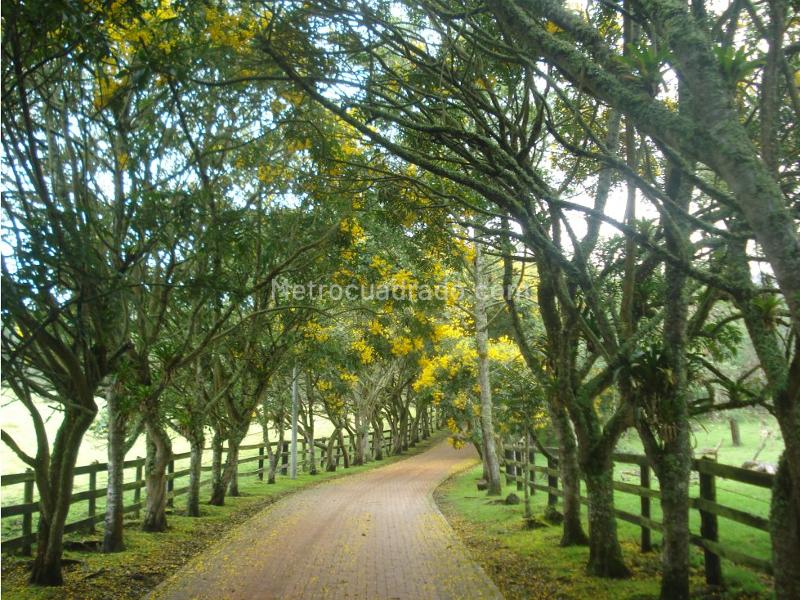 Lote en Venta, Yerbabuena, Chía - Vista 3