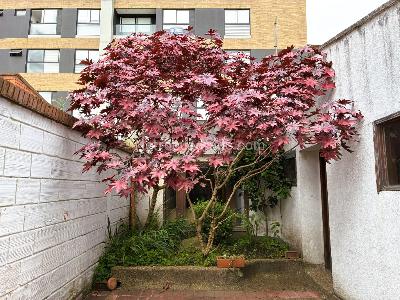 Casa en venta en Santa Paula, Bogotá · foto 8 de 11