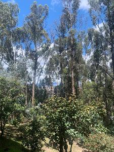 Apartamento de 3 alcobas en venta en Montearroyo, Bogotá, 220 m² · foto 7 de 13