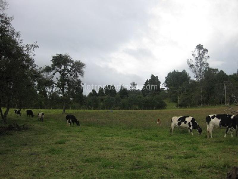 Lote en Venta, Chia, Chía - Vista 3