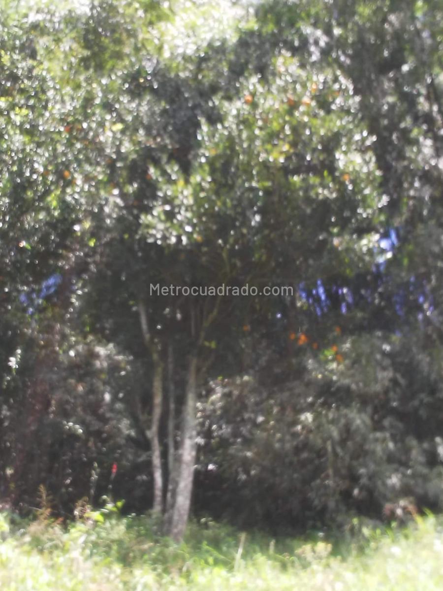 Lote en Venta, Vereda La Doctora, Sabaneta - Vista 5