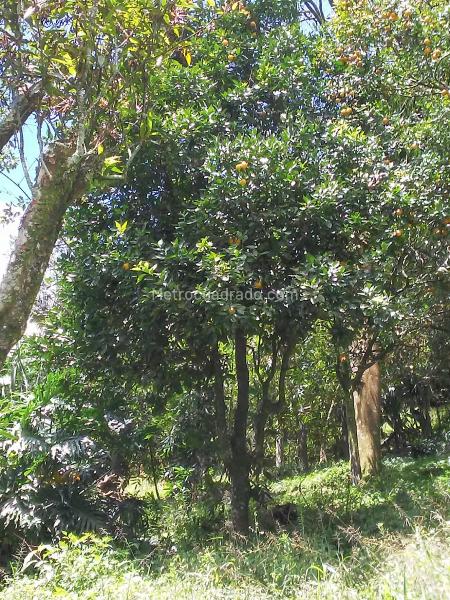 Lote en Venta, Vereda La Doctora, Sabaneta - Vista 3