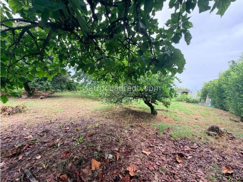 Lote en Venta, La Palmilla, Pereira - Vista 5