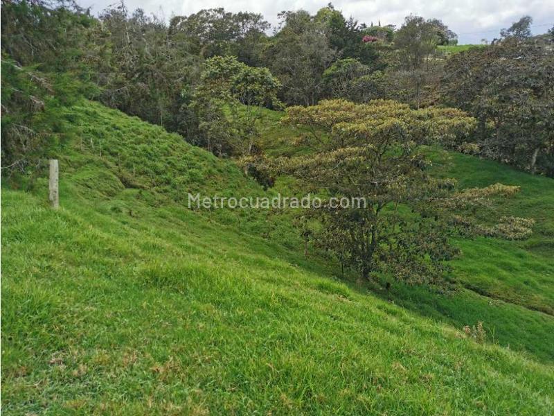 Lote en Venta, Pontezuela, Rionegro - Vista 3