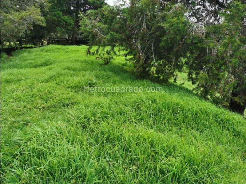 Lote en Venta, Pontezuela, Rionegro - Más