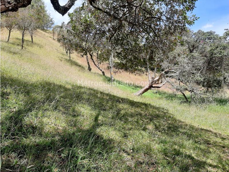 Lote en Venta, Alto De Las Palmas, Envigado - Vista 3