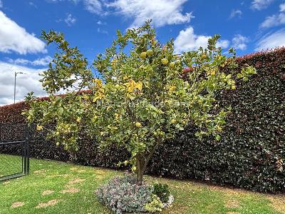 Casa de 3 alcobas en venta en Hacienda Fontanar, Chía, 233 m² · foto 16 de 20