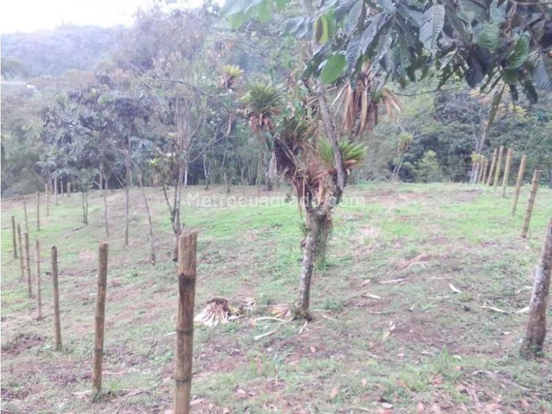 Lote en Venta, Variante Romelia El Pollo, Dosquebradas - Vista 5