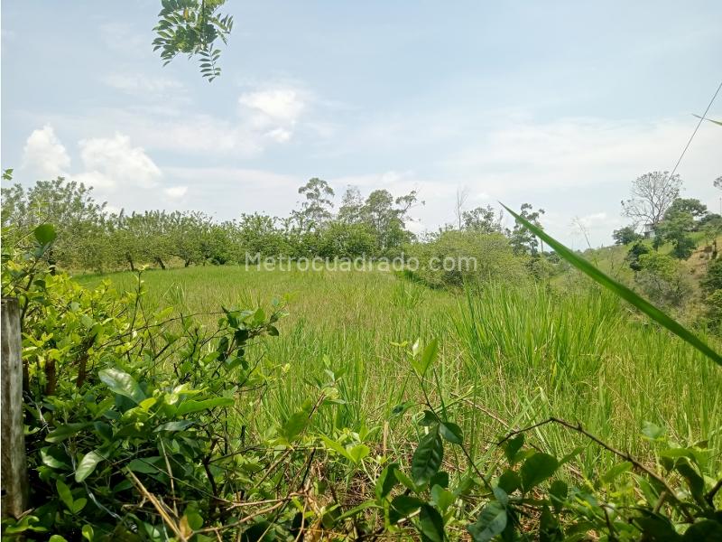 Lote en Venta, Morelia, Pereira - Vista 5