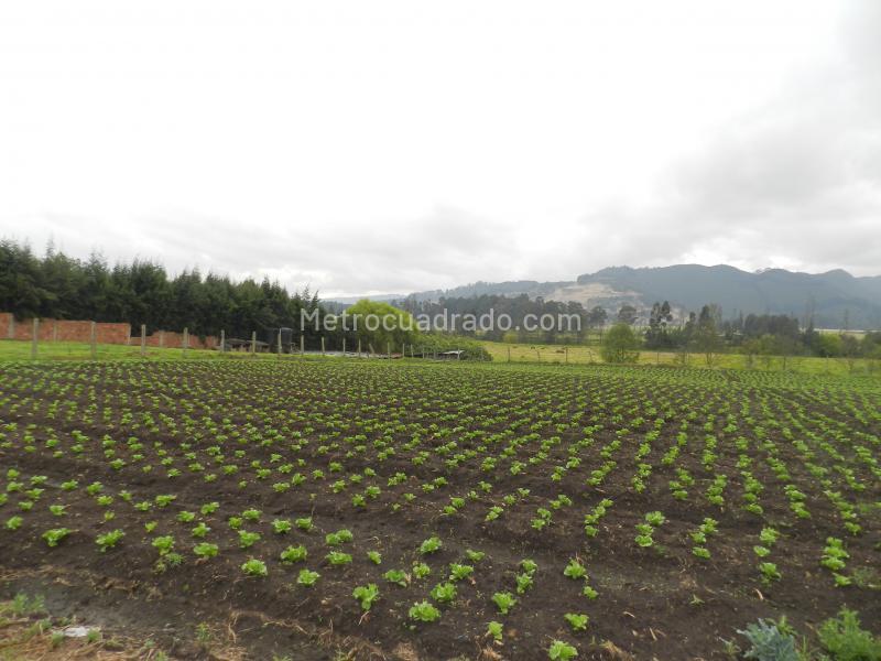 Lote en Venta, Cajica, Cajicá - Vista 2