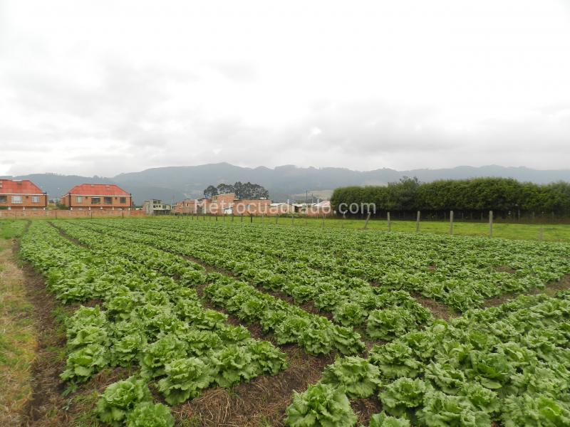 Lote en Venta, Cajica, Cajicá - Vista 5