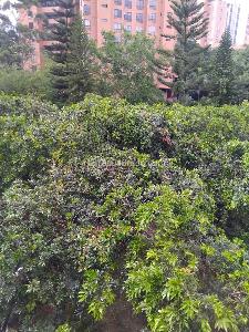 Apartamento de 3 alcobas en arriendo en Provenza, Medellín, 100 m² · foto 16 de 20