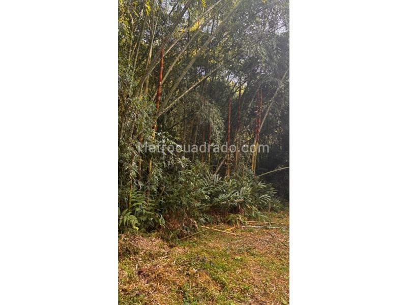 Lote en Venta, Palosanto, Manizales - Vista 4