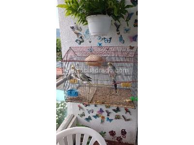 Apartamento de 3 alcobas en venta en Jordan 6, Ibagué, 68 m² · foto 3 de 17