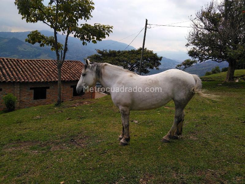 2BR Finca in vereda portachuelo (20000 m²) - 5
