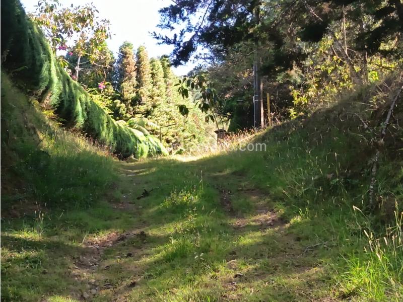Lote en Venta, Alto De Palmas, Envigado - Vista 4