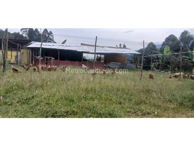 Lote en Venta, El Escobero, Envigado - Vista 5