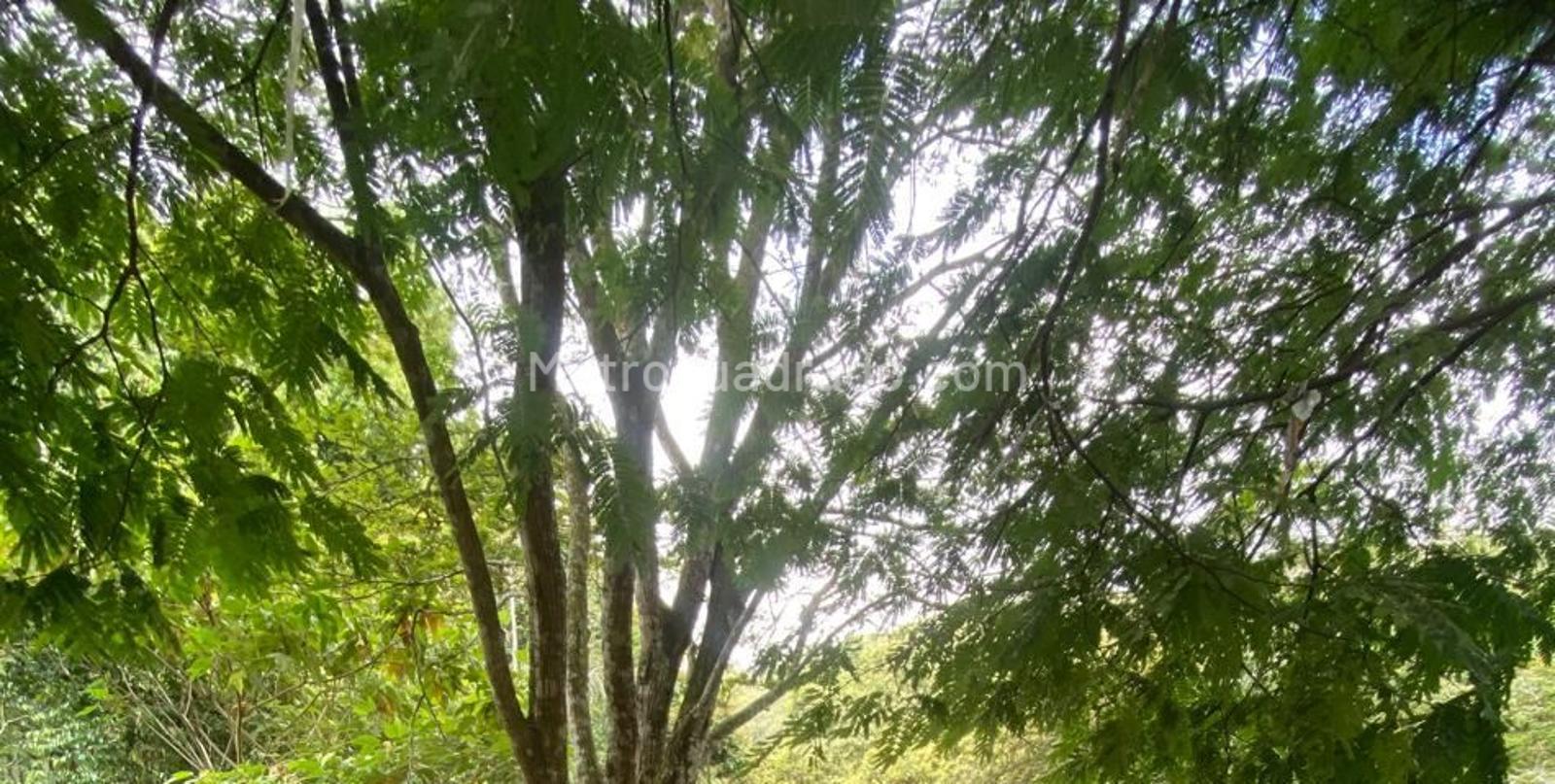 Lote en Venta, LA BUITRERA, Cali - Vista 5