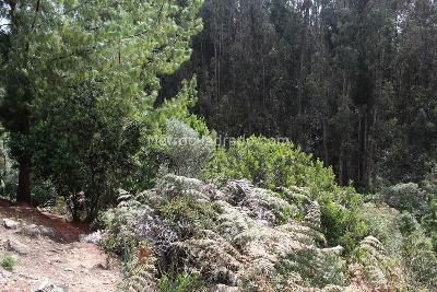 Apartamento de 3 alcobas en venta en Sierras Del Moral, Bogotá, 221 m² · foto 15 de 20