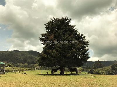 Casa en arriendo en Vereda Marquez, La Calera · foto 5 de 20