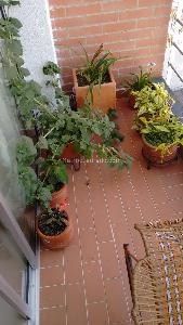 Apartamento de 3 alcobas en venta en La Pola, Ibagué, 117 m² · foto 18 de 18