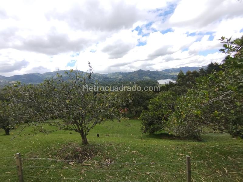 Finca en Arriendo, El Retiro, Retiro - 4