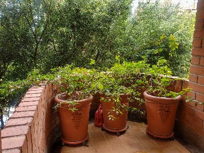 Apartamento de 3 alcobas en arriendo en Los Balsos, Medellín, 255 m² · foto 18 de 20