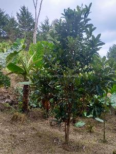 Casa de 3 alcobas en venta en San Antonio, Rionegro · foto 3 de 14