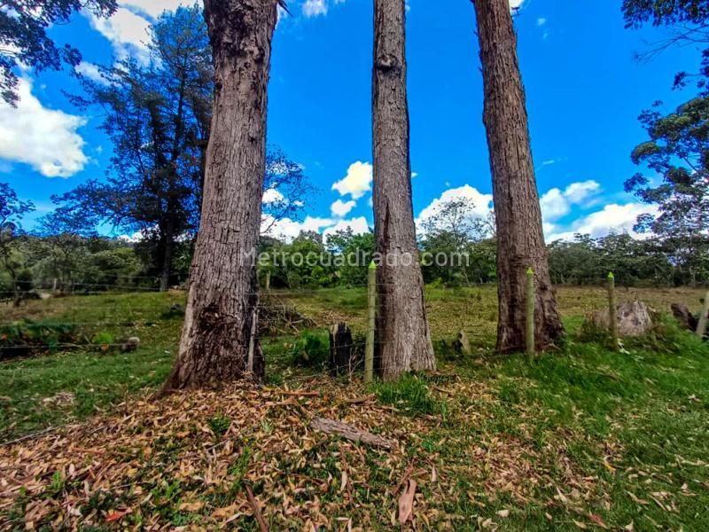 Lote en Venta, Via Llonogrande Don Diego, Rionegro - Vista 2