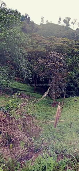 Lote en Venta, Vereda Minitas, Manizales - Vista 3