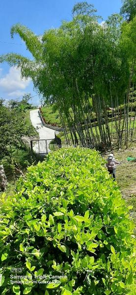 Lote en Venta, Vereda Changai, Manizales - Vista 5