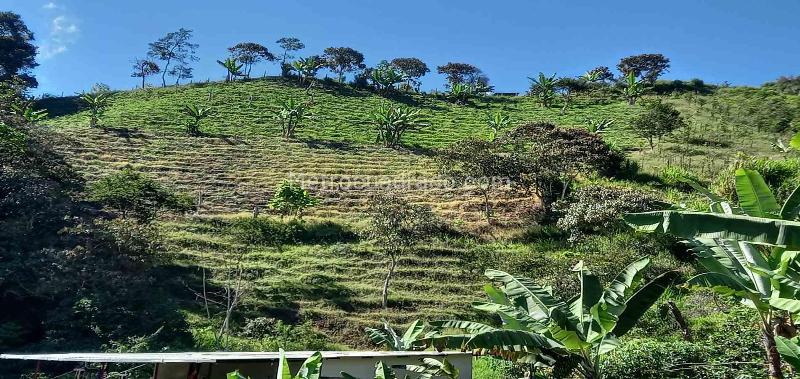 Lote en Venta, Vereda El Aguila, Manizales - Vista 2