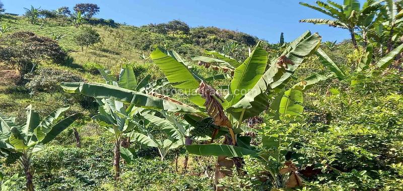 Lote en Venta, Vereda El Aguila, Manizales - Vista 5