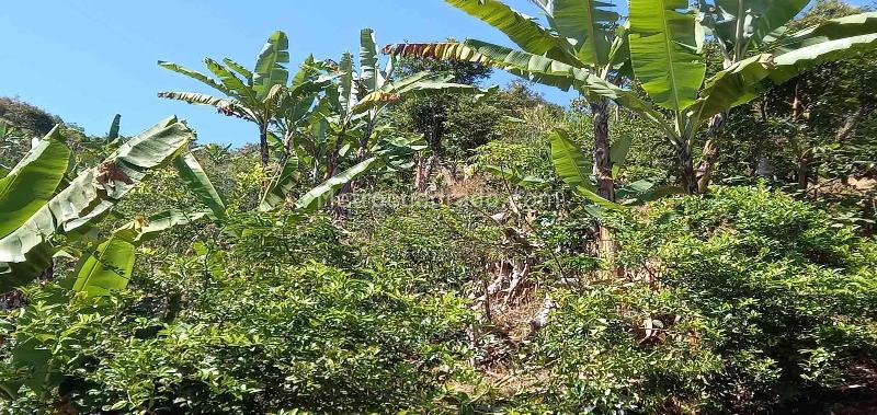 Lote en Venta, Vereda El Aguila, Manizales - Más