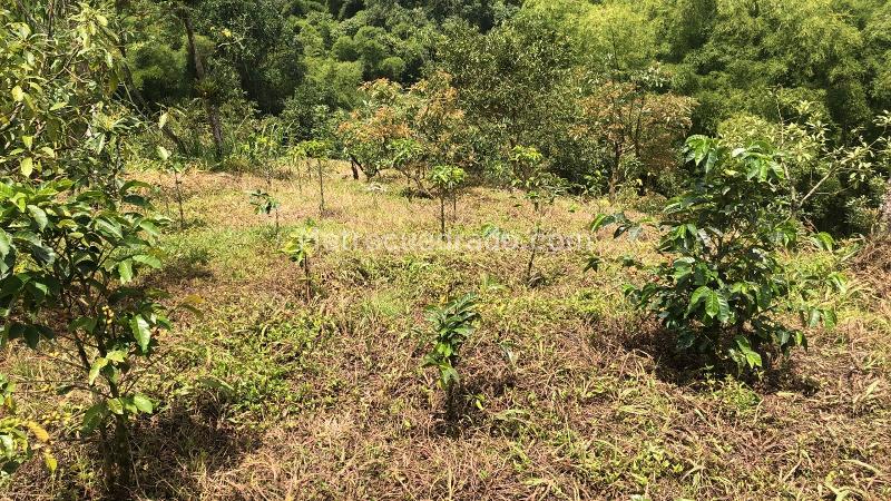 Lote en Venta, Dosquebradas, Dosquebradas - Vista 2