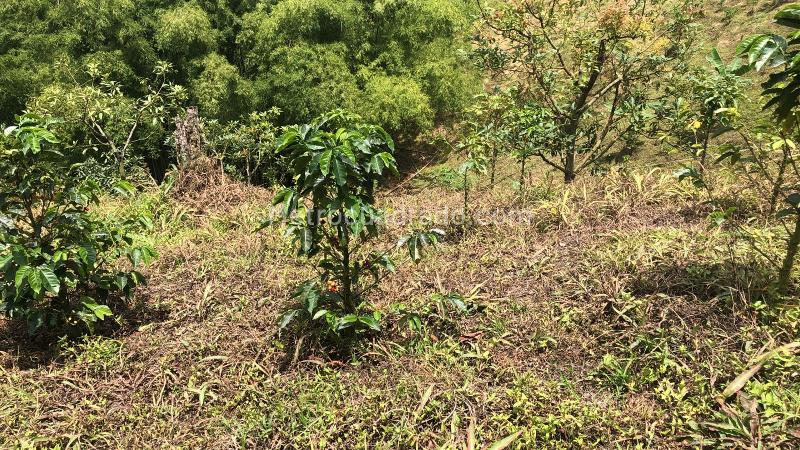 Lote en Venta, Dosquebradas, Dosquebradas - Vista 3