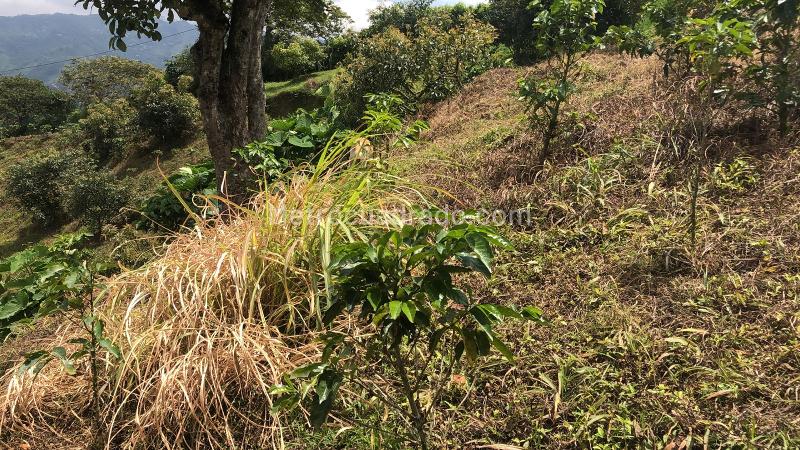 Lote en Venta, Dosquebradas, Dosquebradas - Vista 4