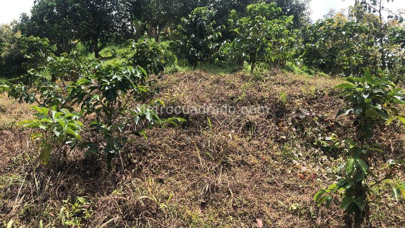 Lote en Venta, Dosquebradas, Dosquebradas - Vista 5