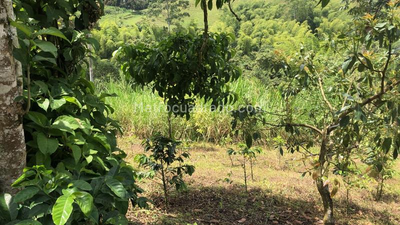 Lote en Venta, Dosquebradas, Dosquebradas - Más