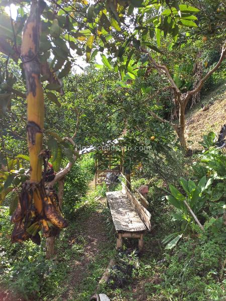 Lote en Venta, Vereda La Trinidad, Manizales - Vista 4