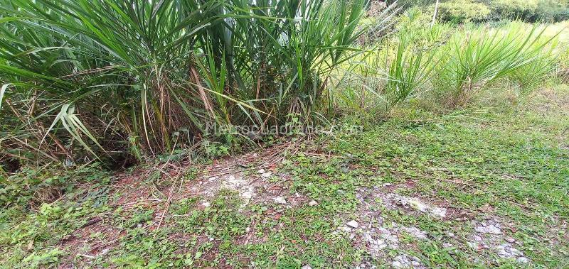 Lote en Venta, Av La Romelia El Pollo, Dosquebradas - Más