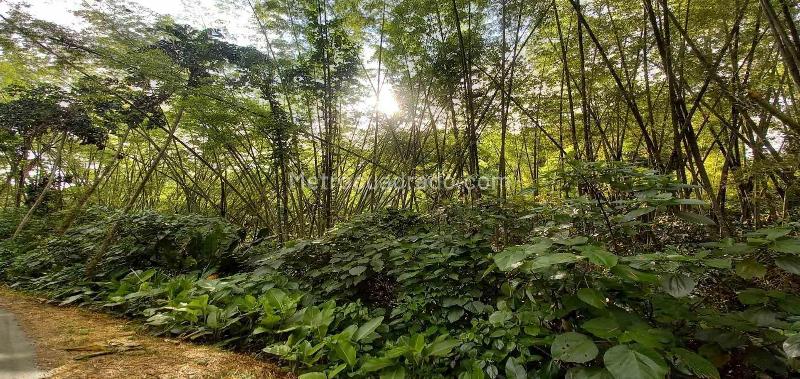 Lote en Venta, Vereda La Trinidad, Manizales - Vista 2