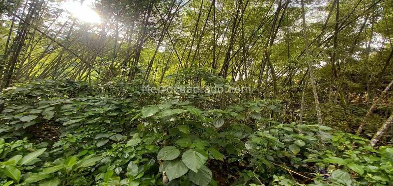 Lote en Venta, Vereda La Trinidad, Manizales - Vista 3