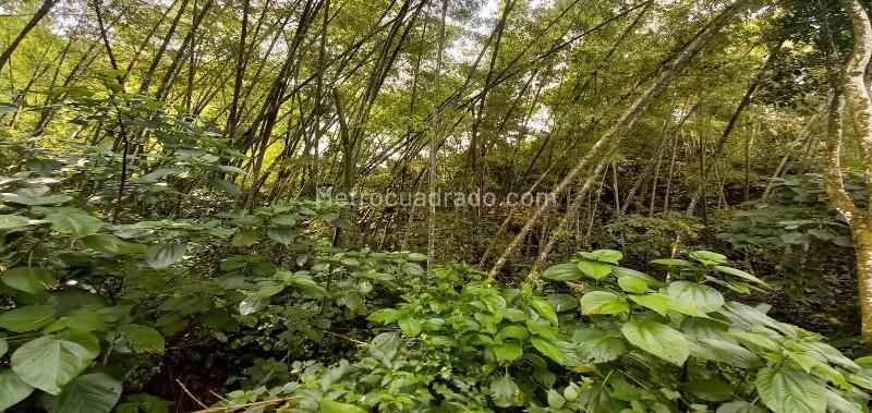 Lote en Venta, Vereda La Trinidad, Manizales - Vista 4