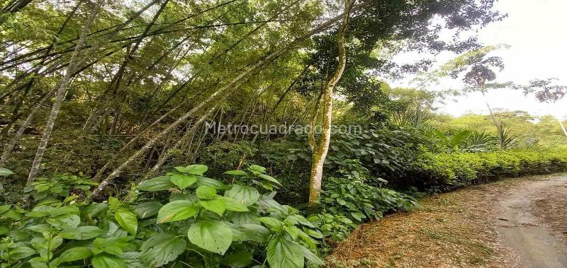 Lote en Venta, Vereda La Trinidad, Manizales - Vista 5