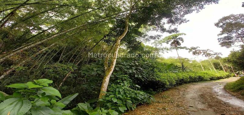 Lote en Venta, Vereda La Trinidad, Manizales - Más