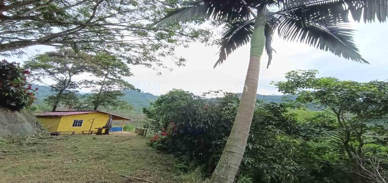 Lote en Venta, Vereda La Trinidad, Manizales - Vista 4