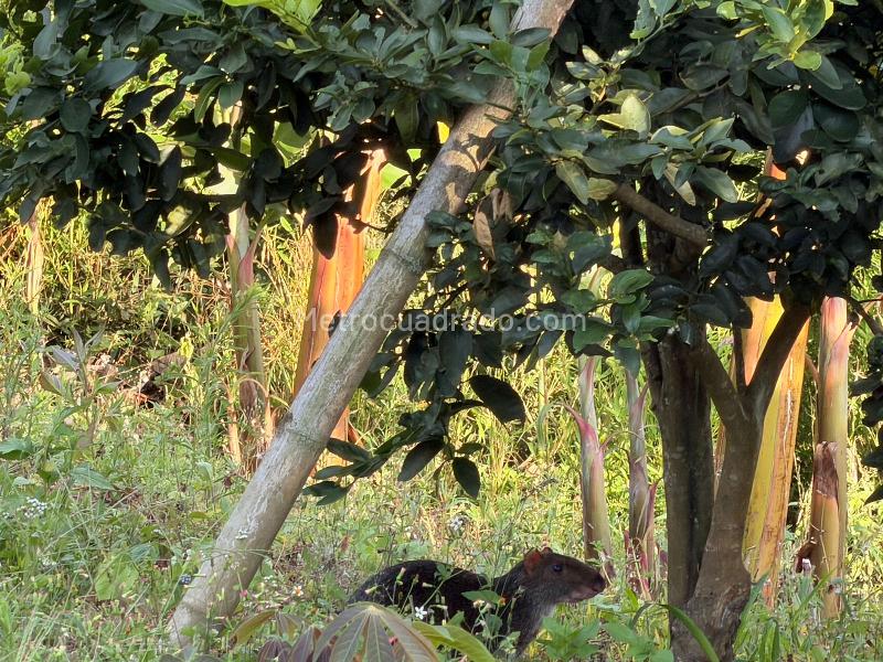 Lote en Venta, Arenillo, Manizales - Vista 3