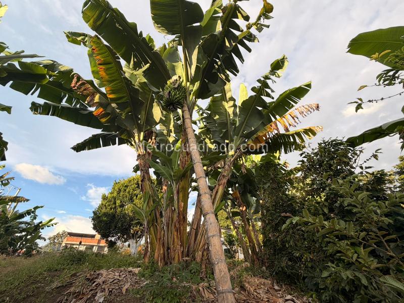 Lote en Venta, Arenillo, Manizales - Vista 4