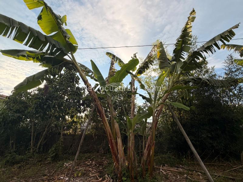 Lote en Venta, Arenillo, Manizales - Vista 5